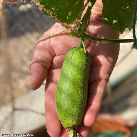 Luffa - Seeds