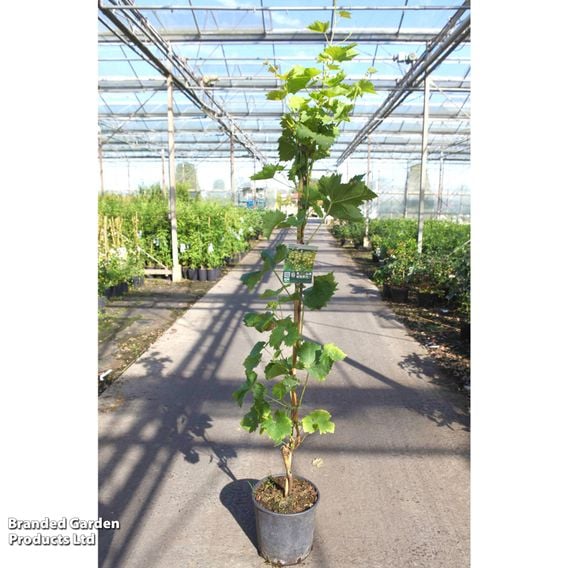 Grape 'Arkadia'