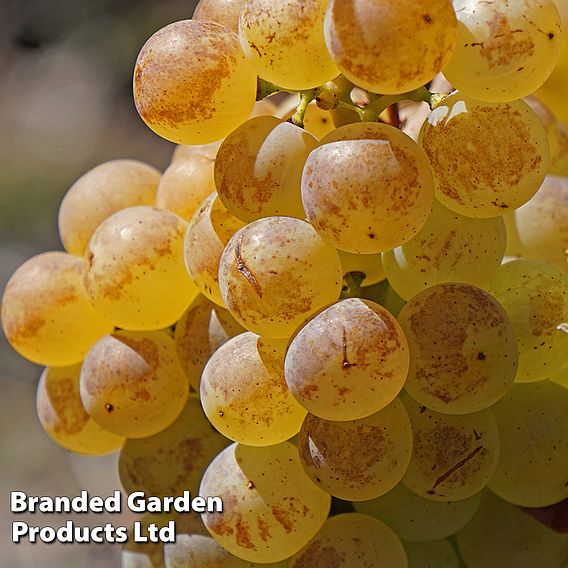 Grape 'Chasselas Doré'