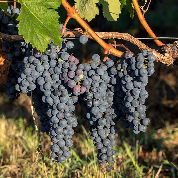 Grape 'Merlot'