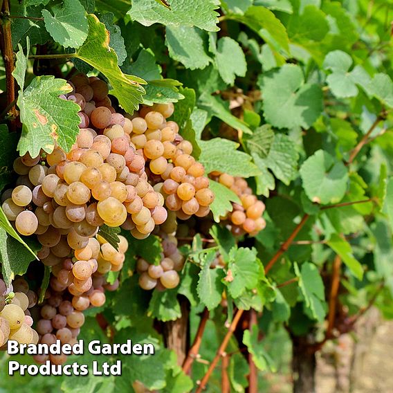 Grape 'Pinot Gris'