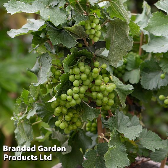 Grape Pixie™ 'Riesling'