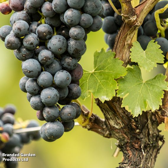 Grape 'Venus'