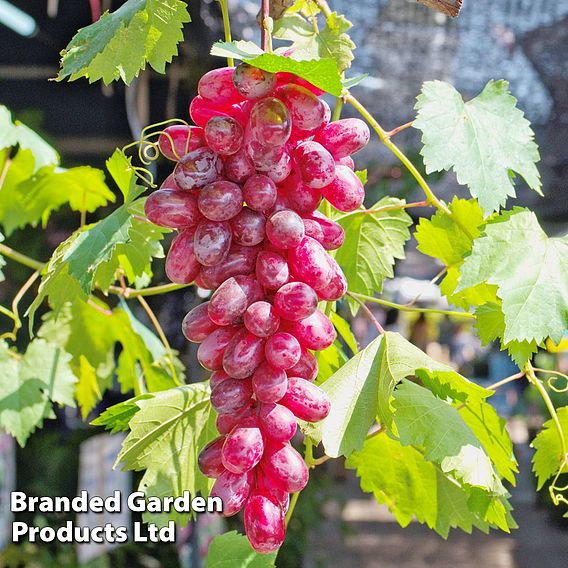 Grape 'Flame' (Grafted)