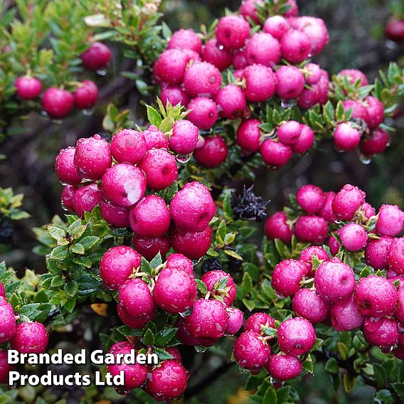 Chilean Guava 'KA-POW'