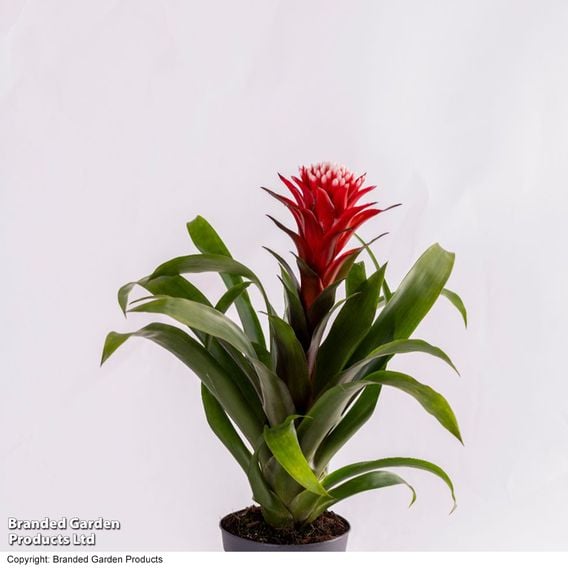 Guzmania 'Hope'