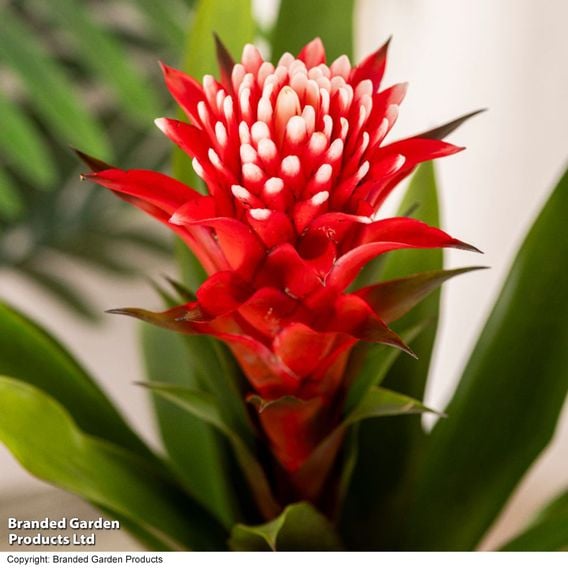 Guzmania 'Hope'