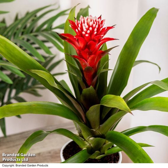 Guzmania 'Hope'