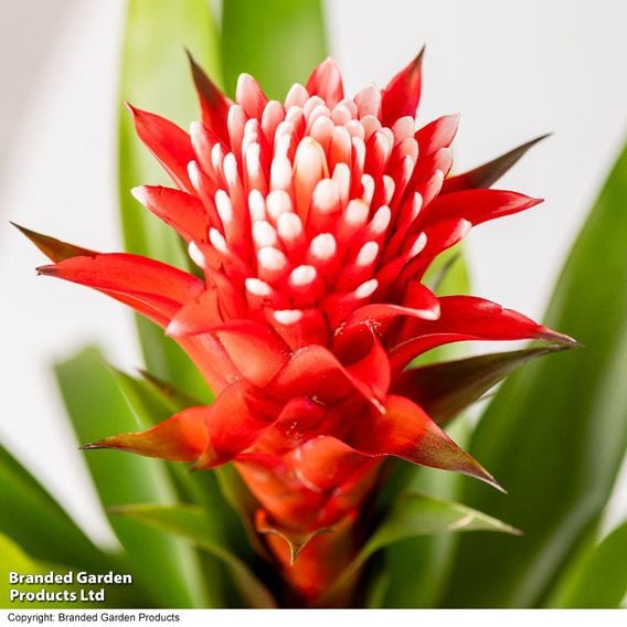 Guzmania 'Hope'