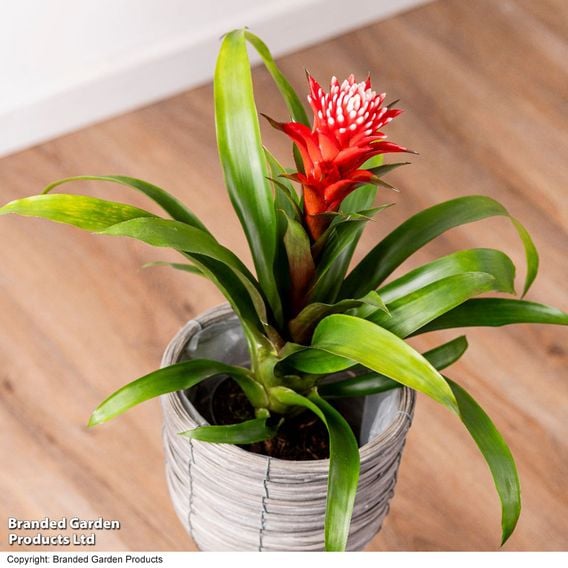 Guzmania 'Hope'