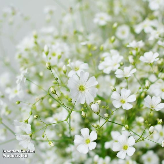 Summer Perennial Plant Bundle