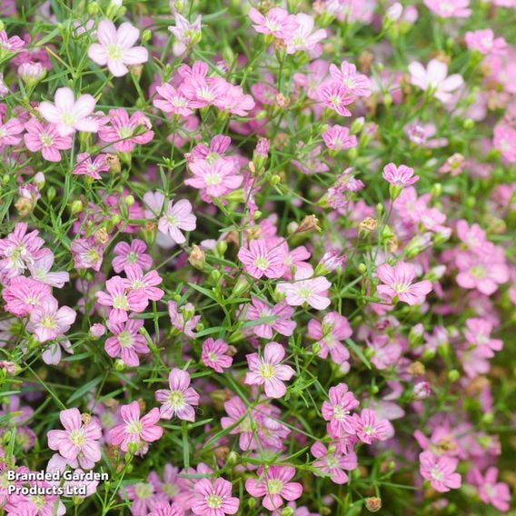 Summer Perennial Plant Bundle