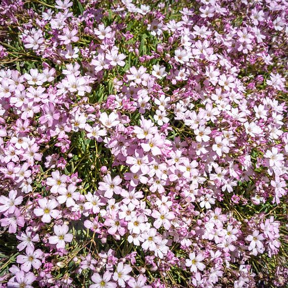 Gypsophila repens 'Rosea'