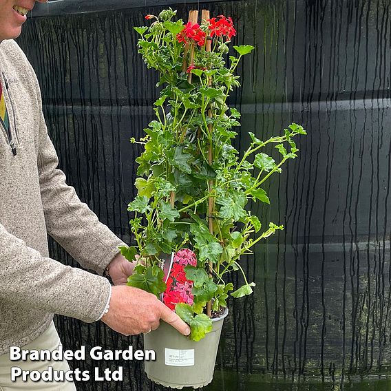 Geranium peltatum 'Red'