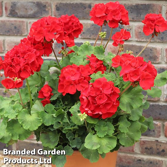 Geranium 'Grandeur Power Red'