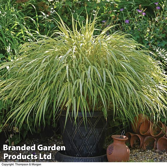 Hakonechloa macra 'Aureola'