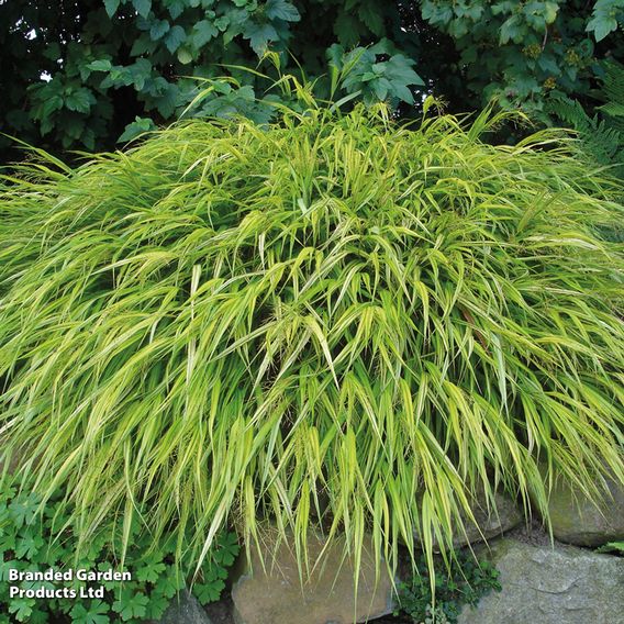 Hakonechloa macra 'Aureola'