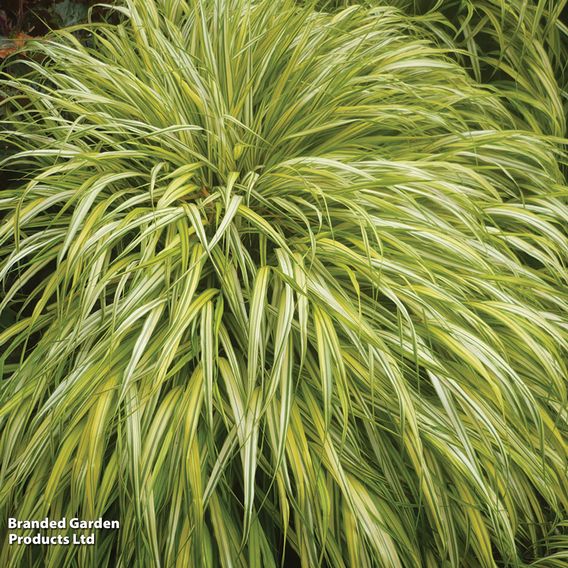 Hakonechloa macra 'Aureola'