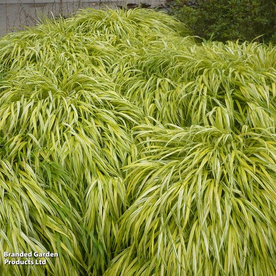 Hakonechloa macra 'Aureola'