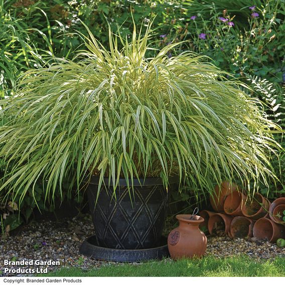 Hakonechloa macra 'Aureola'