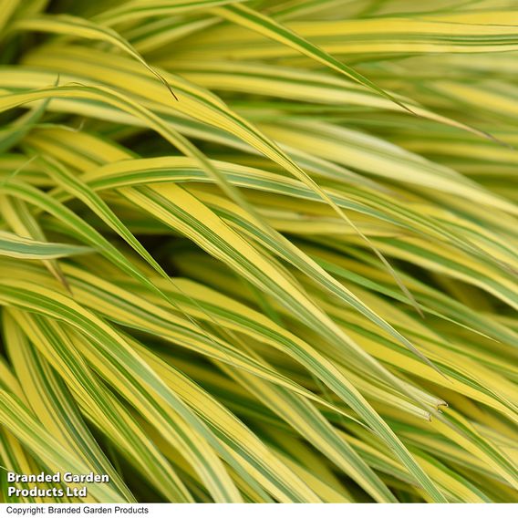Hakonechloa macra 'Aureola'