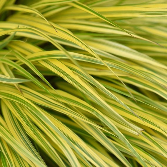 Hakonechloa macra 'Aureola'