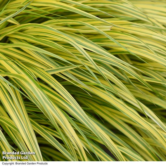 Hakonechloa macra 'Aureola'