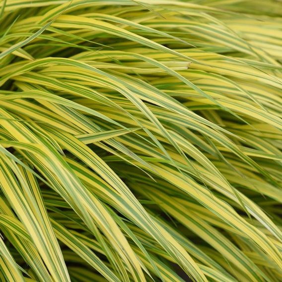 Hakonechloa macra 'Aureola'
