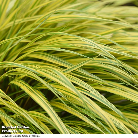 Hakonechloa macra 'Aureola'