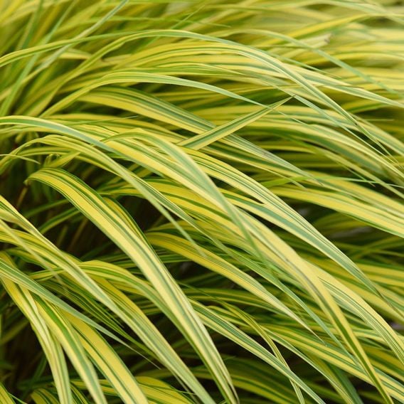Hakonechloa macra 'Aureola'
