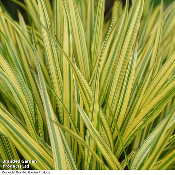 Hakonechloa macra 'Aureola'