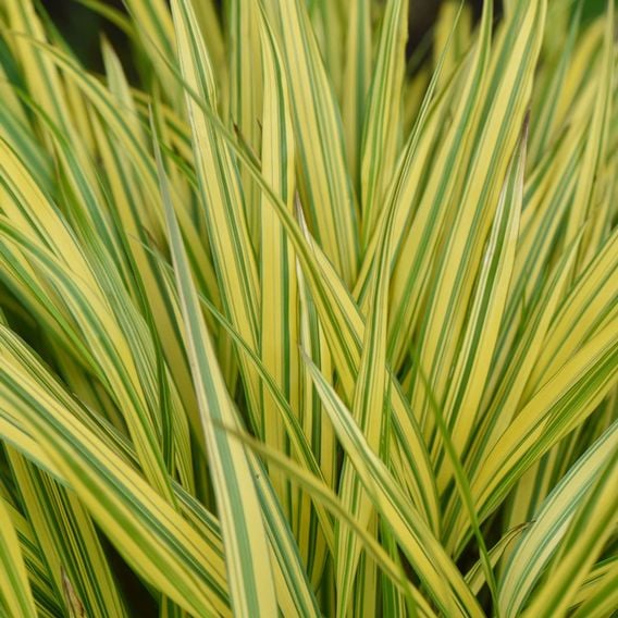 Hakonechloa macra 'Aureola'