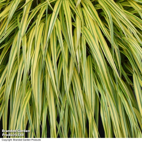 Hakonechloa macra 'Aureola'