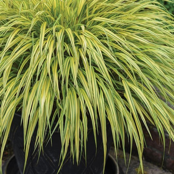 Hakonechloa macra 'Aureola'
