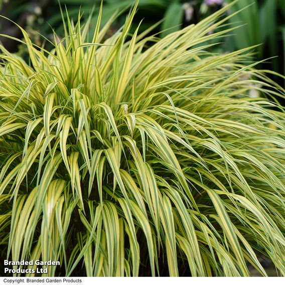 Hakonechloa macra 'Aureola'