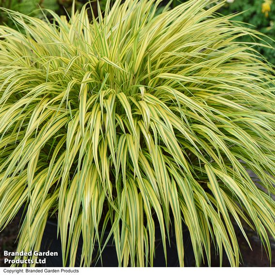 Hakonechloa macra 'Aureola'