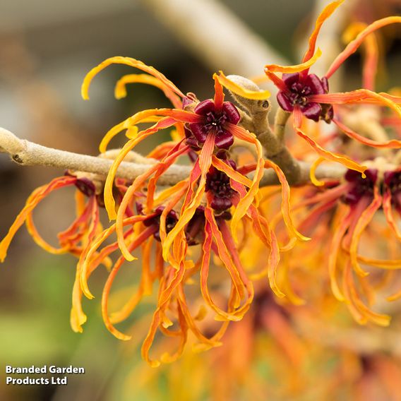 Hamamelis x intermedia 'Jelena'