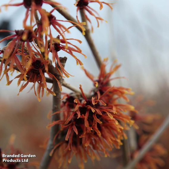 Hamamelis x intermedia 'Jelena'