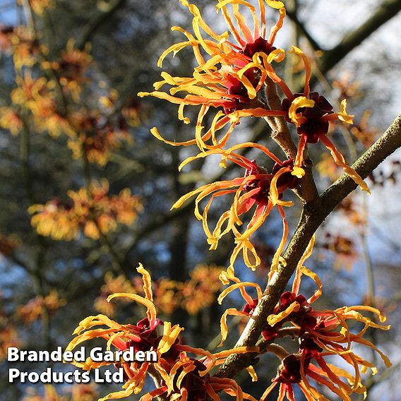 Hamamelis x intermedia 'Orange Beauty'