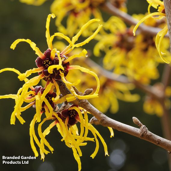 Hamamelis x intermedia 'Pallida'