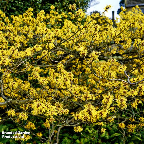 Hamamelis x intermedia 'Pallida'