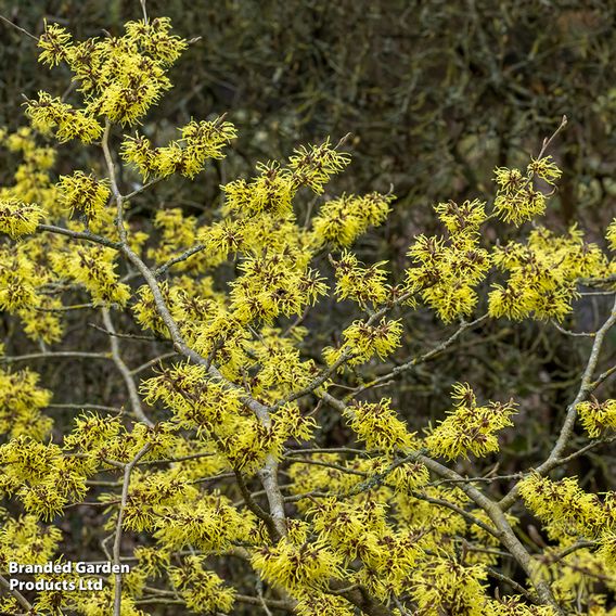 Hamamelis x intermedia 'Pallida'