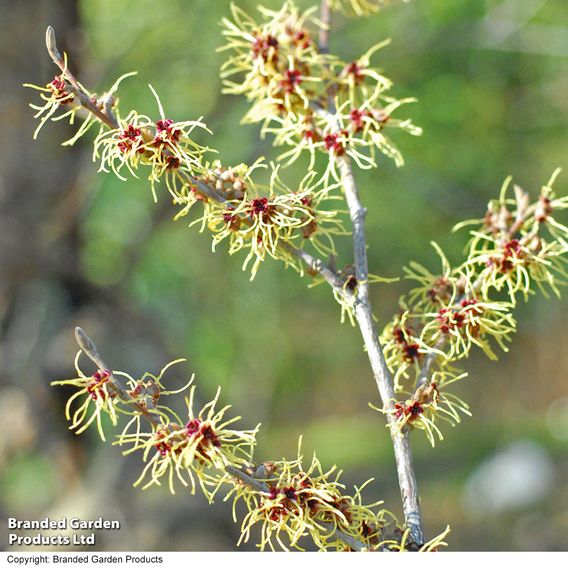 Hamamelis x intermedia 'Pallida'