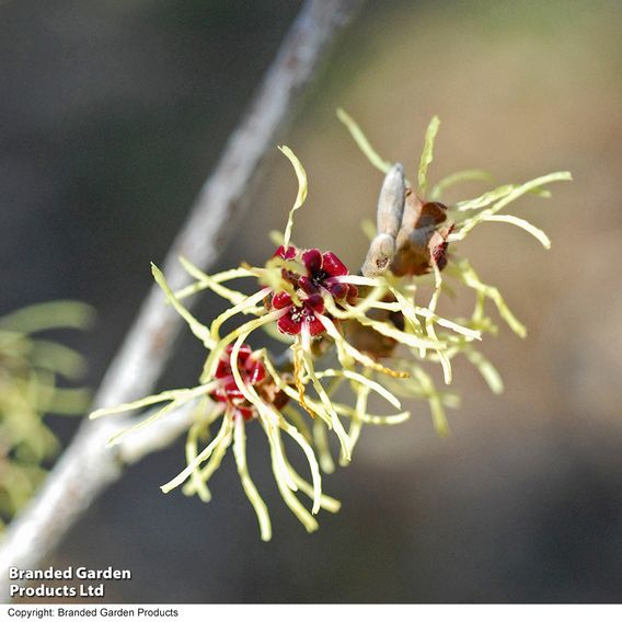 Hamamelis x intermedia 'Pallida'