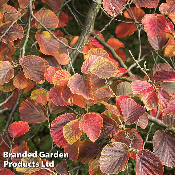 Hamamelis x intermedia 'Ruby Glow'
