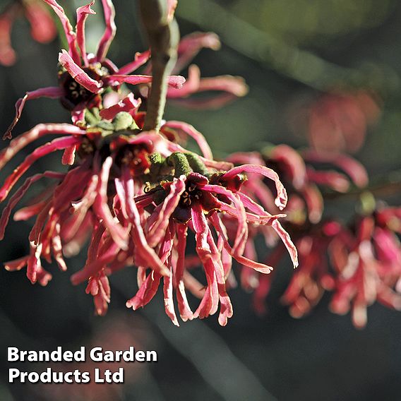 Hamamelis x intermedia 'Ruby Glow'