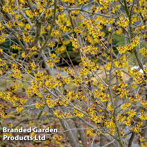 Hamamelis x intermedia 'Westerstede'