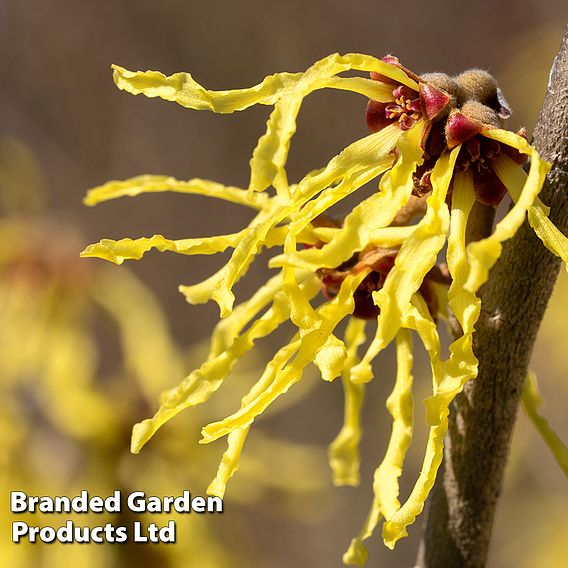Hamamelis x intermedia 'Westerstede'