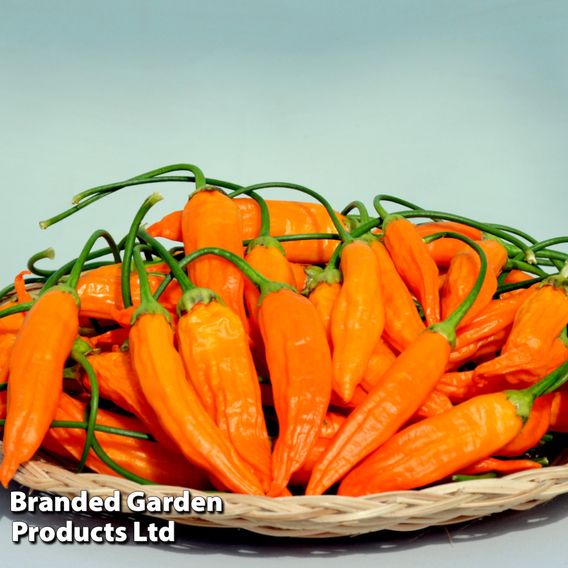 Chilli Pepper 'Havanna Gold'