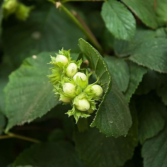 Hazelnut 'Kentish Cob' (Filbert)